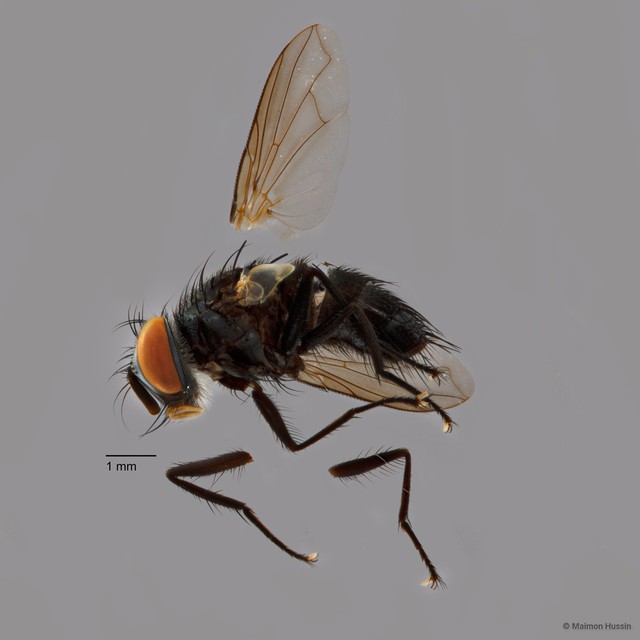 Exoristinae sp. "cf. Lixophaga ZRCBDP0125674"•&copy; Maimon Hussin•All Rights Reserved