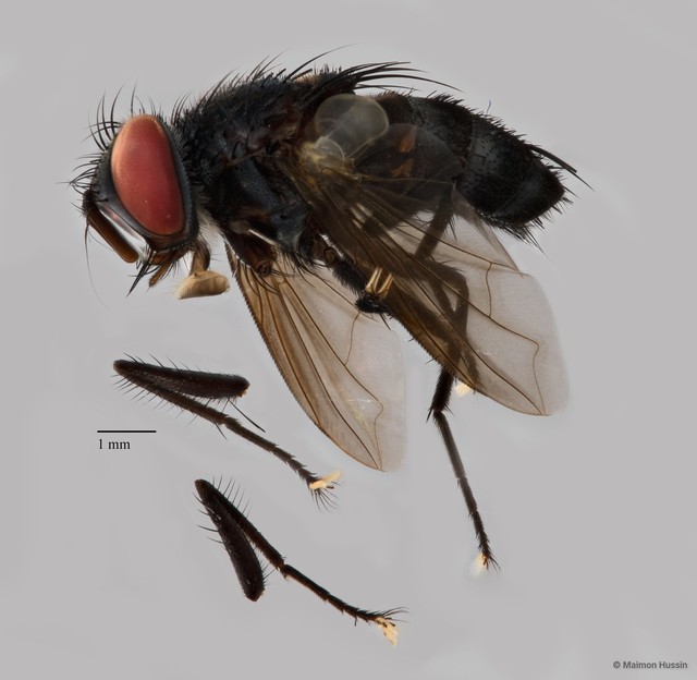 Exoristinae sp. "cf. Lixophaga ZRCBDP0125761"•&copy; Maimon Hussin•All Rights Reserved