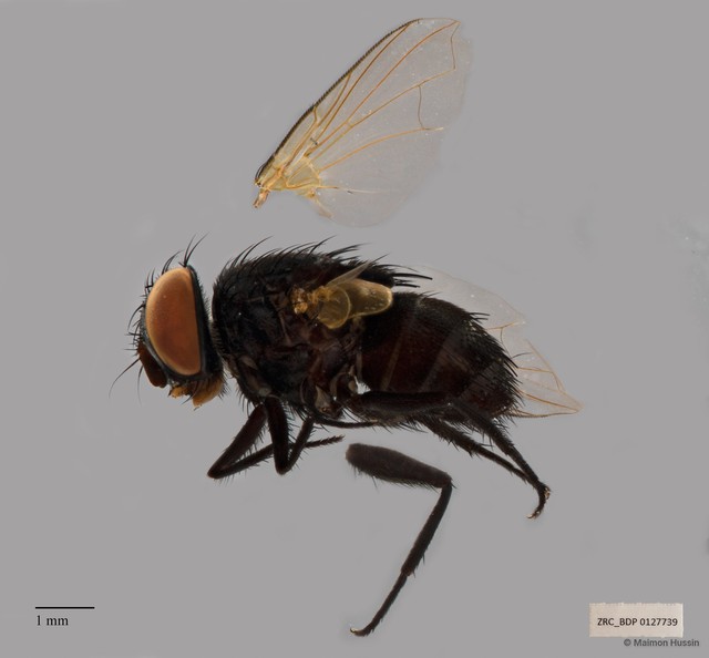 Exoristinae sp. "cf. Senometopia ZRCBDP00127739"•&copy; Maimon Hussin•All Rights Reserved