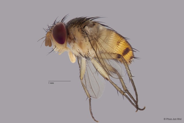 Siphonini sp. "cf. Siphona (Aphanthoraphopsis) ZRCBDP00063474"•&copy; Phua Jun Wei•All Rights Reserved
