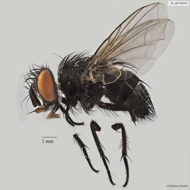 Exoristinae sp. "cf. Theococarcelia ZRCBDP0063416"•&copy; Maimon Hussin•All Rights Reserved