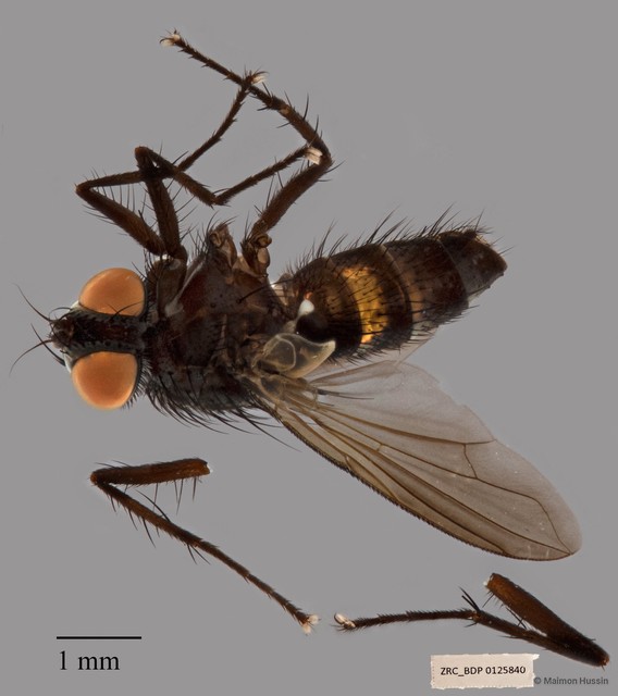 Exoristinae sp. "ZRCBDP00125840"•&copy; Maimon Hussin•All Rights Reserved
