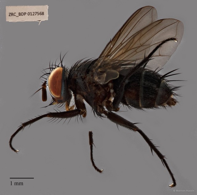 Exoristinae sp. "ZRCBDP00126883"•&copy; Maimon Hussin•All Rights Reserved