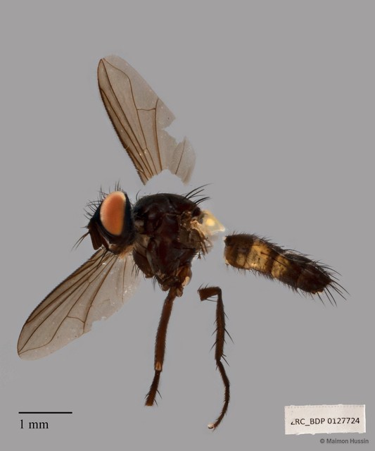 Tachininae sp. "ZRCBDP00127724"•&copy; Maimon Hussin•All Rights Reserved