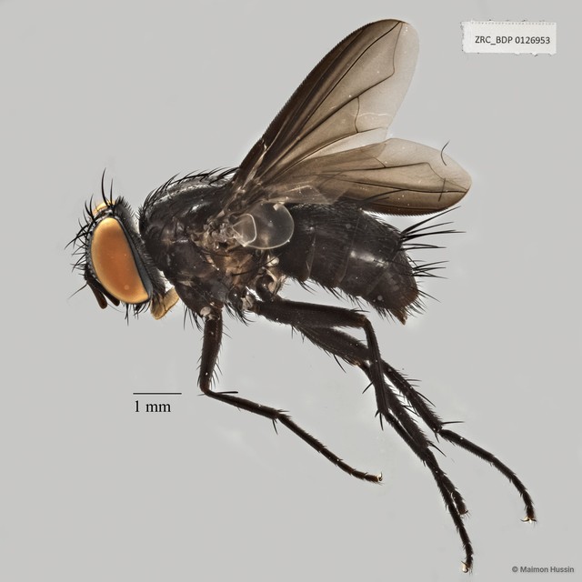 Exoristinae sp. "ZRCBDP0056570"•&copy; Maimon Hussin•All Rights Reserved