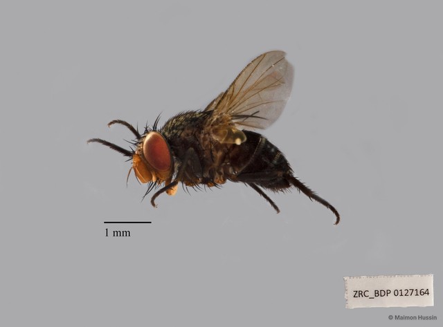 Actia sp. "ZRCBDP00127164"•&copy; Maimon Hussin•All Rights Reserved