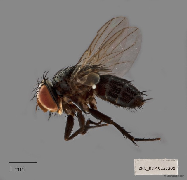 Actia sp. "ZRCBDP00127208"•&copy; Maimon Hussin•All Rights Reserved