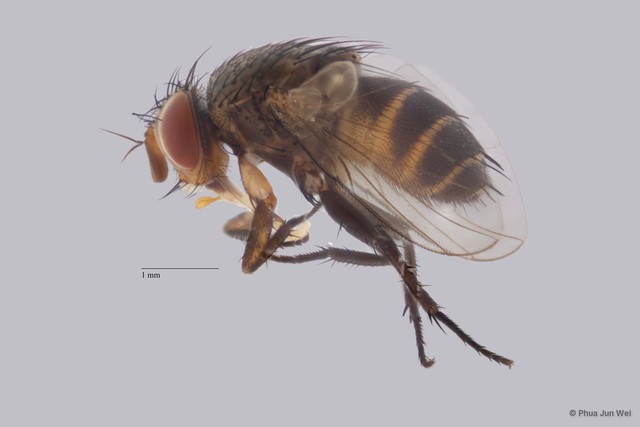 Actia sp. "ZRCBDP0056726"•&copy; Phua Jun Wei•All Rights Reserved