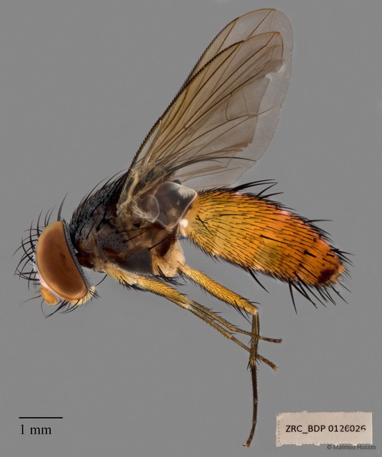 Actinochaetopteryx sp. "ZRCBDP00126026"•&copy; Maimon Hussin•All Rights Reserved
