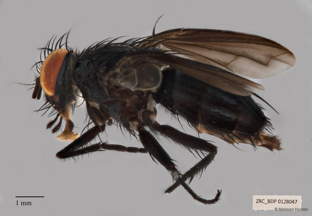 Anaeogmena sp. "ZRCBDP00128047"•&copy; Maimon Hussin•All Rights Reserved