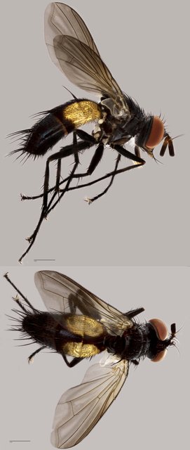Atylostoma sp. "cf. javaneum"•&copy; Tan Wee Chye•All Rights Reserved
