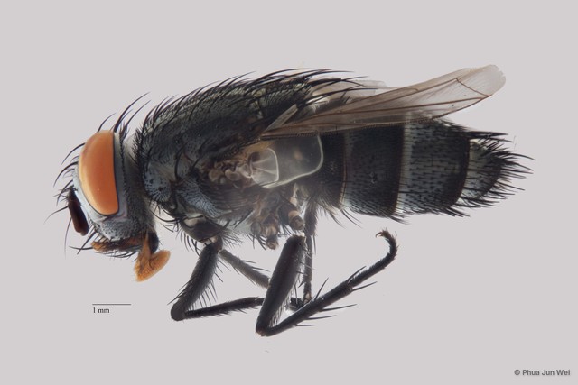 Blepharipa sp. "ZRCBDP0020063"•&copy; Phua Jun Wei•All Rights Reserved