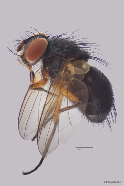 Cavillatrix sp. "cf. n. ZRCBDP0025363"•&copy; Phua Jun Wei•All Rights Reserved