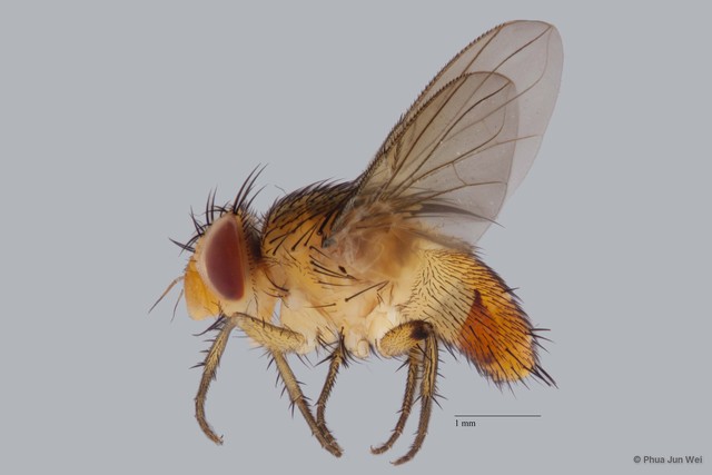 Ceromya sp. "cf. rotundicornis Malloch ZRCBDP00063499"•&copy; Phua Jun Wei•All Rights Reserved
