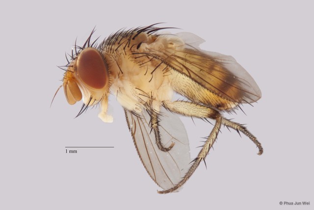 Ceromya sp. "nr. cephalotes Mesnil ZRCBDP00025281"•&copy; Phua Jun Wei•All Rights Reserved