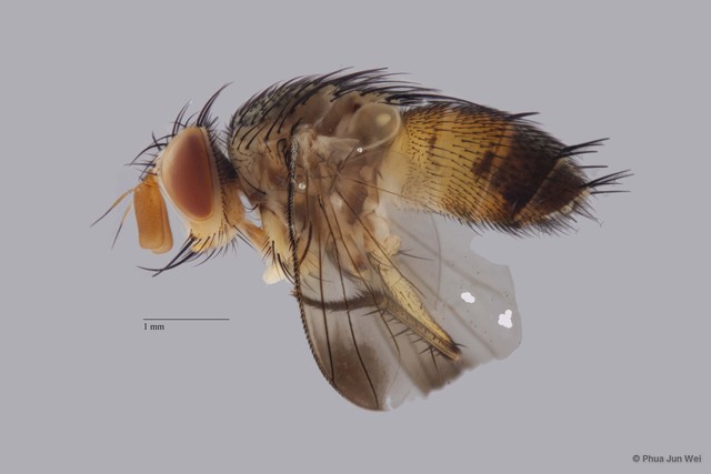 Ceromya sp. "nr. Punctipennis Malloch ZRCBDP00056627"•&copy; Phua Jun Wei•All Rights Reserved