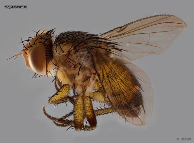 Ceromya sp. "ZRC_MIS00000110"•&copy; Rene Ong•All Rights Reserved