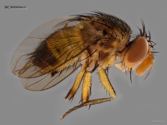 Ceromya sp. "ZRC_MIS00006620"•&copy; Rene Ong•All Rights Reserved