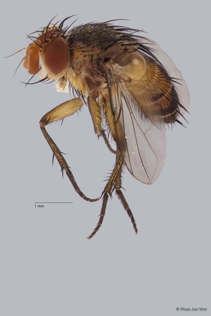 Ceromya sp. "ZRCBDP00025575"•&copy; Phua Jun Wei•All Rights Reserved