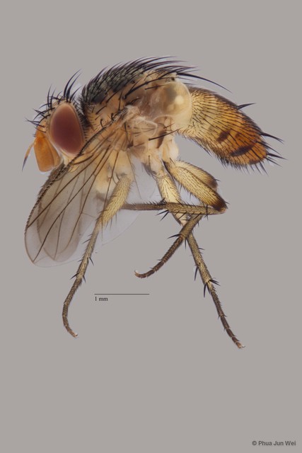 Ceromya sp. "ZRCBDP00056722"•&copy; Phua Jun Wei•All Rights Reserved