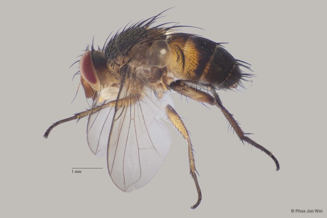Ceromya sp. "ZRCBDP00063470"•&copy; Phua Jun Wei•All Rights Reserved