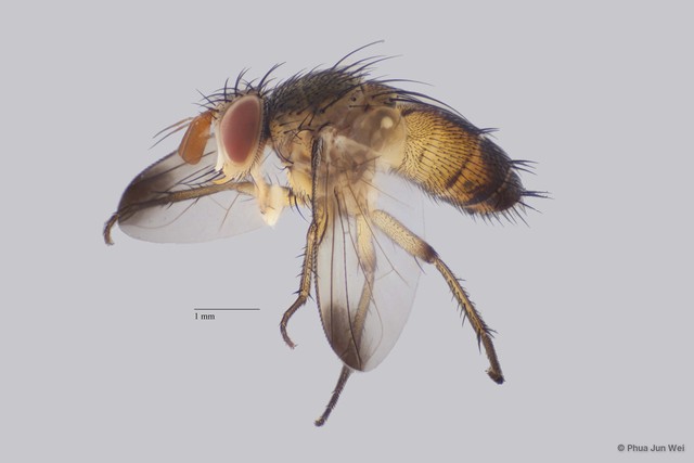 Ceromya sp. "ZRCBDP00063533"•&copy; Phua Jun Wei•All Rights Reserved