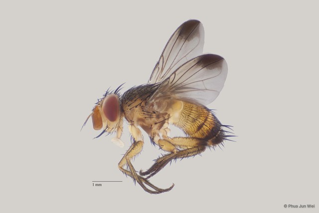 Ceromya sp. "ZRCBDP00063543"•&copy; Phua Jun Wei•All Rights Reserved