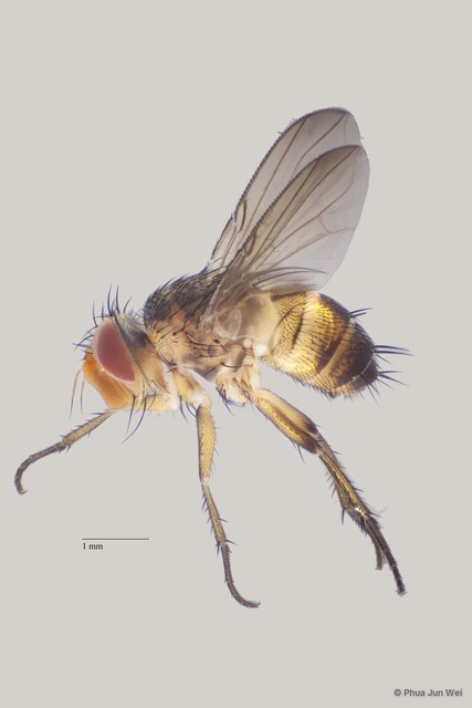 Ceromya sp. "ZRCBDP00063573"•&copy; Phua Jun Wei•All Rights Reserved