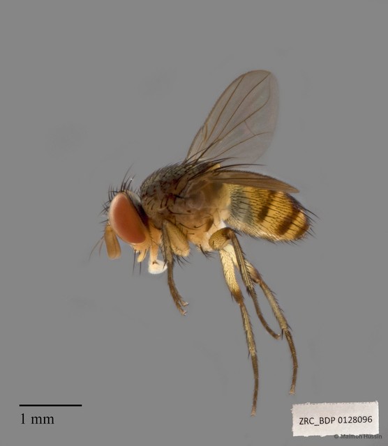 Ceromya sp. "ZRCBDP00128096"•&copy; Maimon Hussin•All Rights Reserved