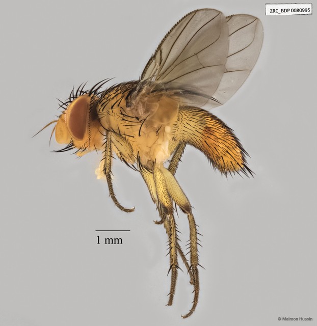 Ceromya sp. "ZRCBDP0063415"•&copy; Maimon Hussin•All Rights Reserved