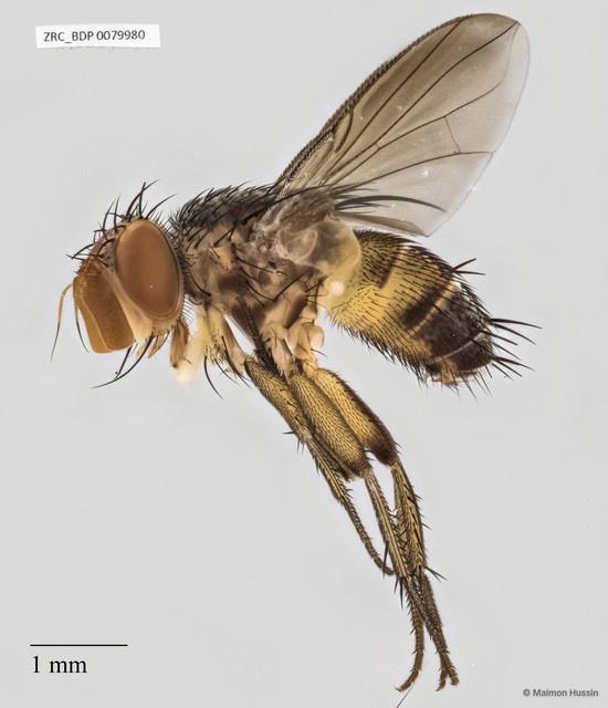 Ceromya sp. "ZRCBDP0063501"•&copy; Maimon Hussin•All Rights Reserved