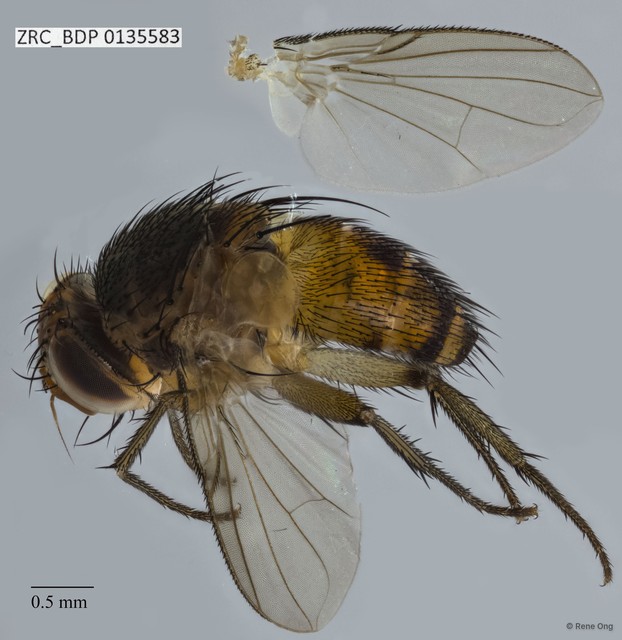 Ceromya sp. "ZRCBDP0091419"•&copy; Rene Ong•All Rights Reserved