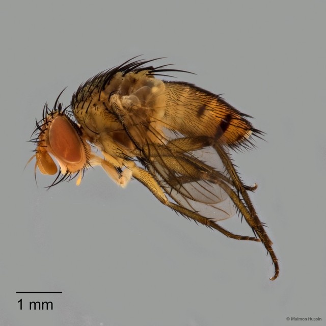 Ceromya sp. "ZRCBDP0127776"•&copy; Maimon Hussin•All Rights Reserved