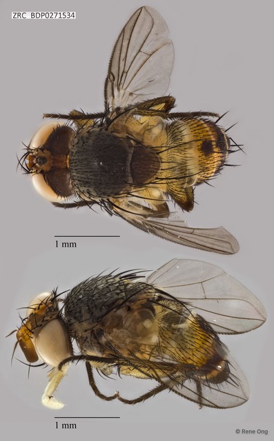 Ceromya sp. "ZRCBDP0271534"•&copy; Rene Ong•All Rights Reserved