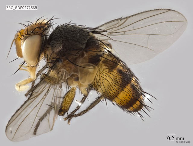 Ceromya sp. "ZRCBDP0271539"•&copy; Rene Ong•All Rights Reserved