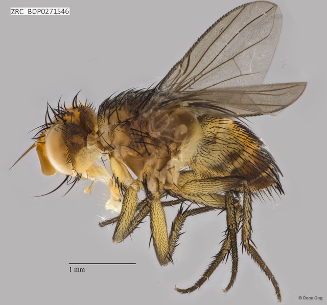 Ceromya sp. "ZRCBDP0271546"•&copy; Rene Ong•All Rights Reserved