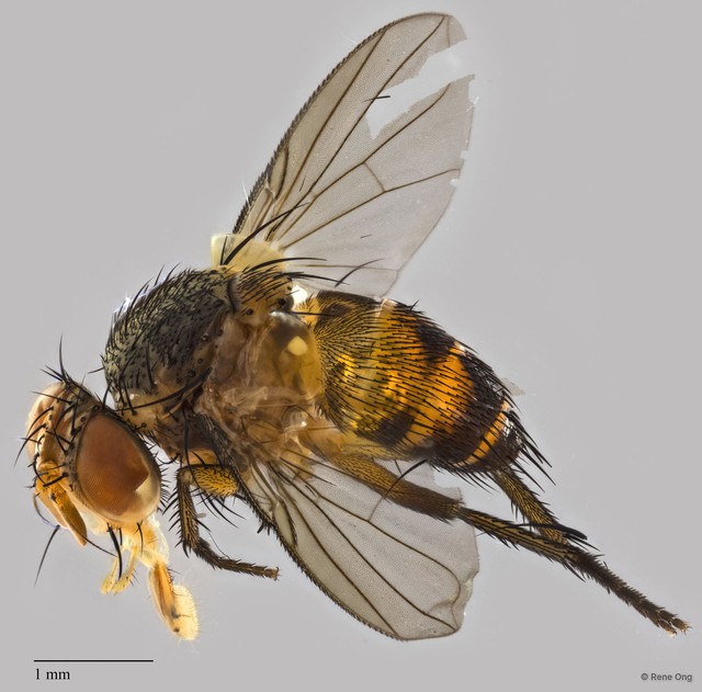 Ceromya sp. "ZRCBDP0271690"•&copy; Rene Ong•All Rights Reserved