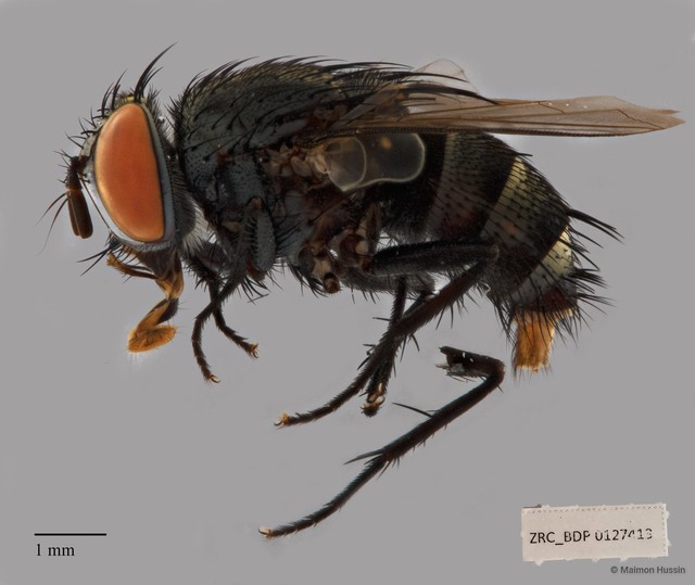 Drino (Palexorista) sp. "ZRCBDP00127413"•&copy; Maimon Hussin•All Rights Reserved