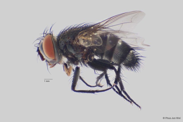 Exorista sp. "cf. japonica ZRCBDP0025592"•&copy; Phua Jun Wei•All Rights Reserved