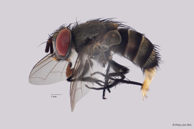 Palexorista sp. "ZRCBDP00063481"•&copy; Phua Jun Wei•All Rights Reserved