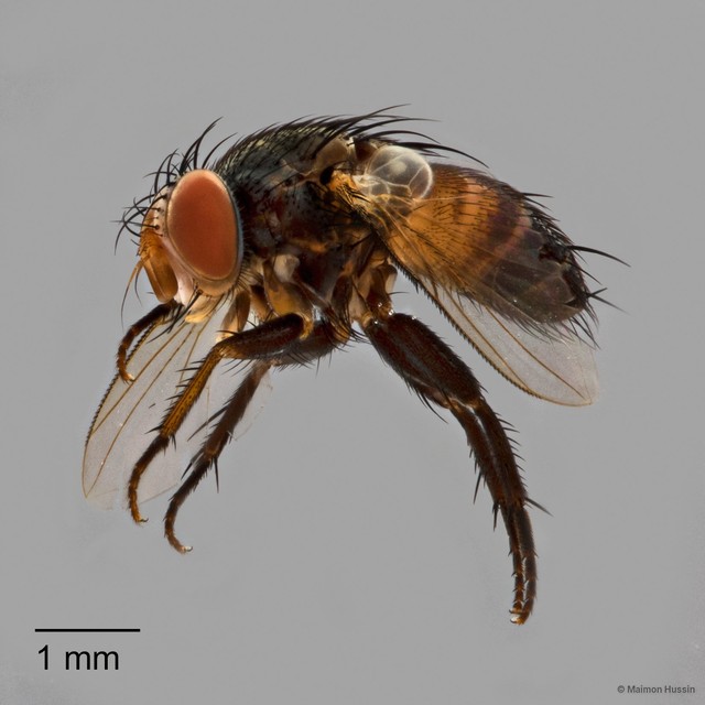 Peribaea sp. "ZRCBDP0127425"•&copy; Maimon Hussin•All Rights Reserved