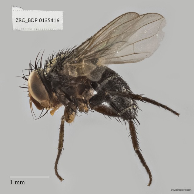 Peribaea sp. "ZRCBDP0134921"•&copy; Maimon Hussin•All Rights Reserved