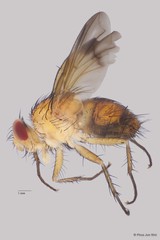 Semisuturia sp. "cf. mellea Wiedemann ZRCBDP00063578"•&copy; Phua Jun Wei•All Rights Reserved