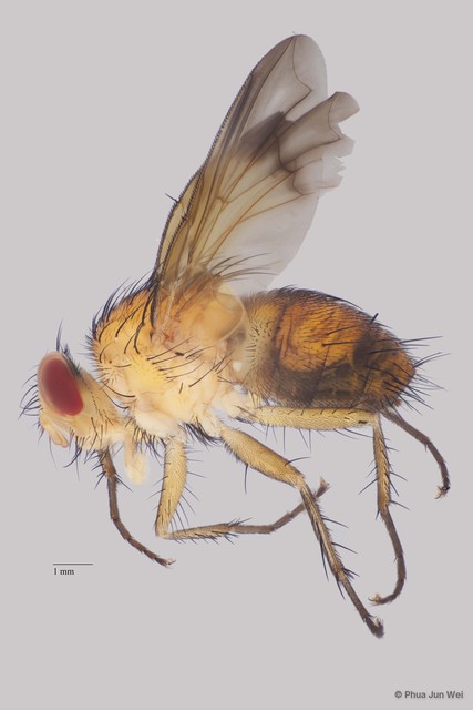 Semisuturia sp. "cf. mellea Wiedemann ZRCBDP00063578"•&copy; Phua Jun Wei•All Rights Reserved