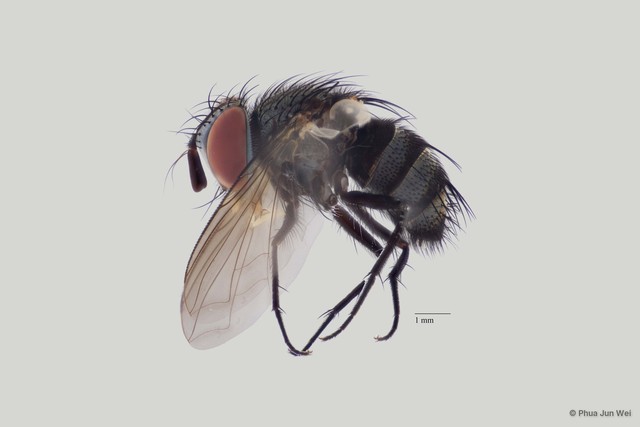 Senometopia sp. "(nr. rondaniella) ZRCBDP00063424"•&copy; Phua Jun Wei•All Rights Reserved