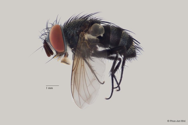 Senometopia sp. "(nr. rondaniella) ZRCBDP00063540"•&copy; Phua Jun Wei•All Rights Reserved