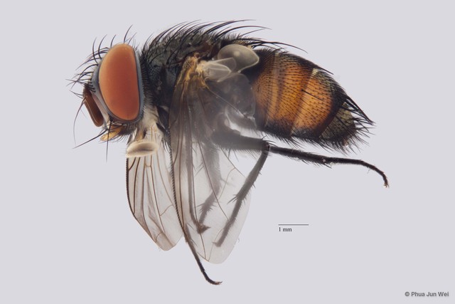 Senometopia sp. "ZRCBDP00025141"•&copy; Phua Jun Wei•All Rights Reserved