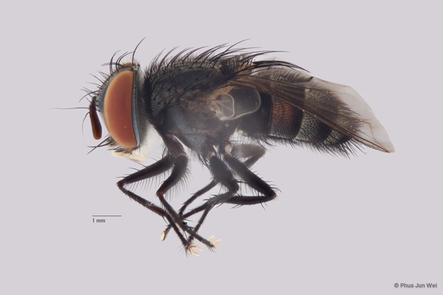Senometopia sp. "ZRCBDP00056621"•&copy; Phua Jun Wei•All Rights Reserved