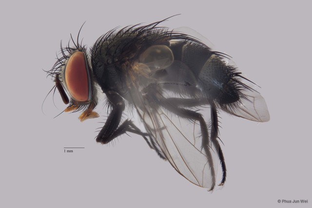 Senometopia sp. "ZRCBDP00063542"•&copy; Phua Jun Wei•All Rights Reserved