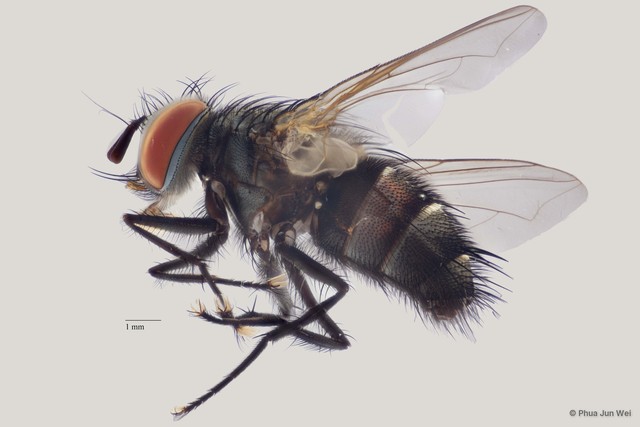 Senometopia sp. "ZRCBDP0056542"•&copy; Phua Jun Wei•All Rights Reserved